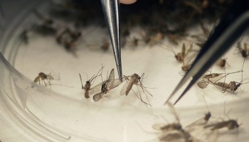 Ceará vive epidemia de Chikungunya - Ceará vive epidemia de Chikungunya com quase 60 mil casos confirmados