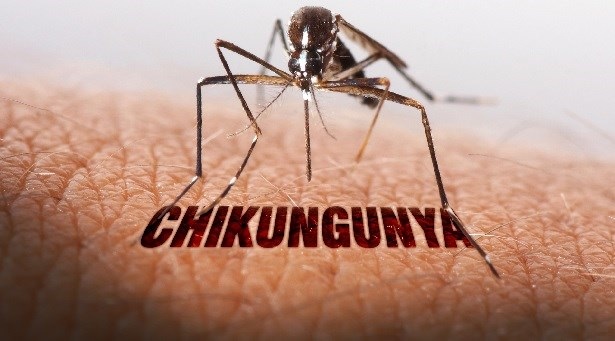 Sesa divulga boletim de Chikungunya