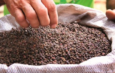 Bandes Pimenta Agricultura24 400x255 - Da terra à mesa: Pimenta-do-reino se torna uma fonte de renda a mais para produtores capixabas