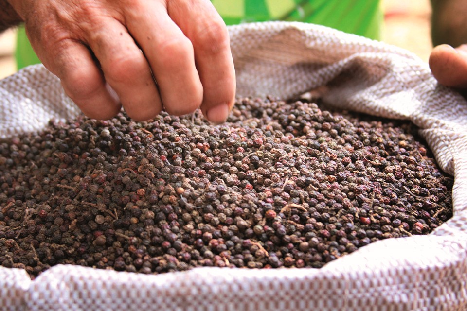 Da terra à mesa: Pimenta-do-reino se torna uma fonte de renda a mais para produtores capixabas