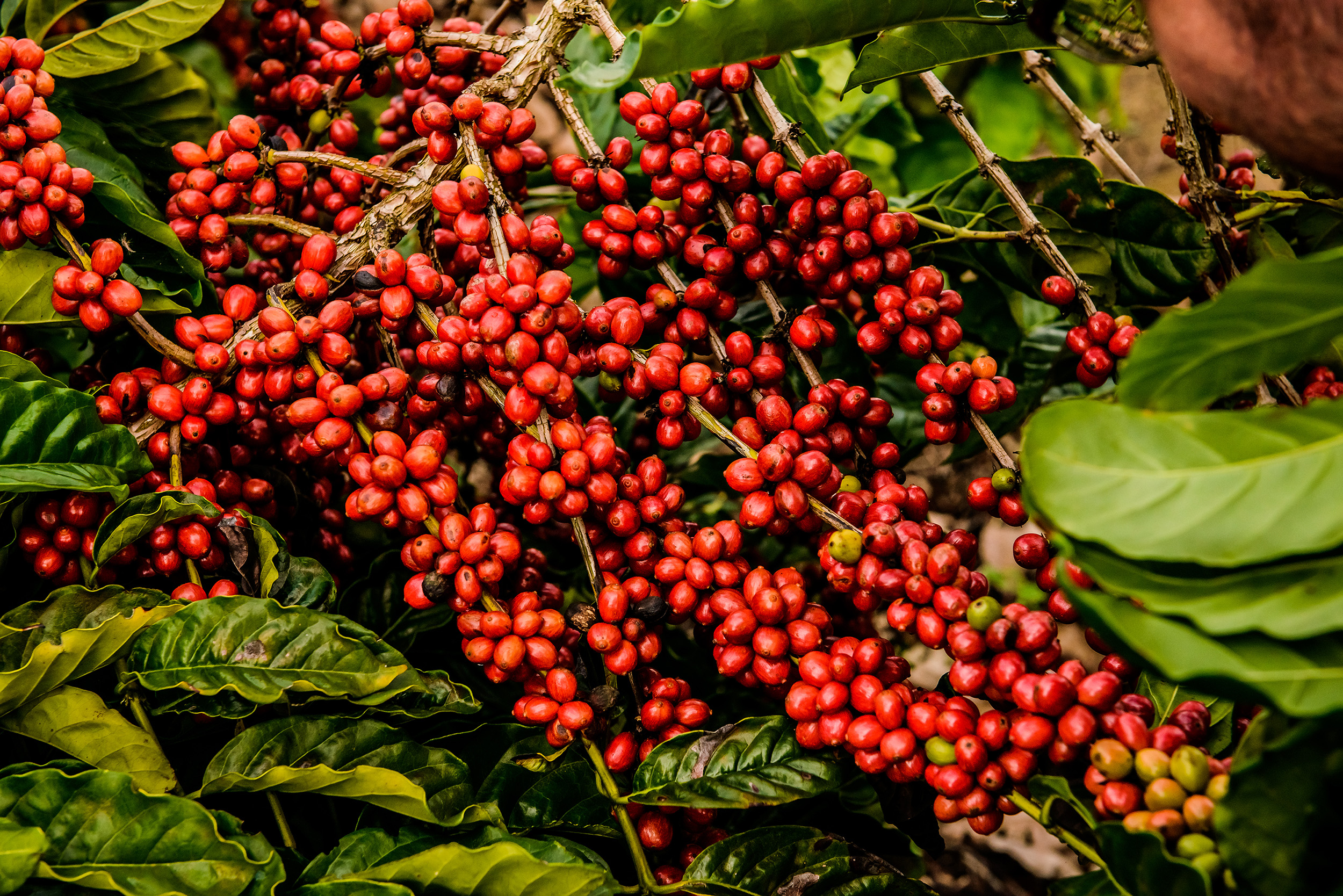 Café Conilon do Plantio à Colheita