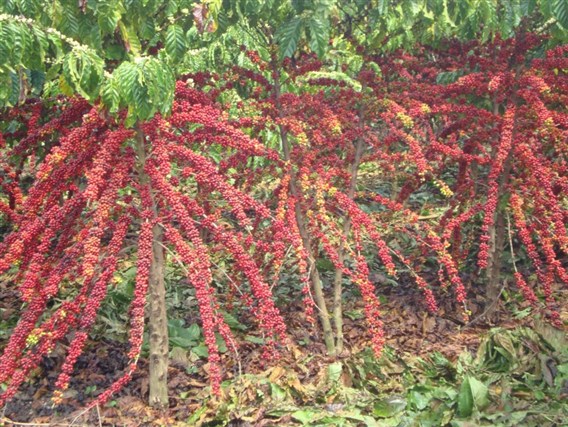 Testado e aprovado: café capixaba 100% puro