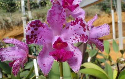 orquidário tesch marechal floriano 3 400x255 - Mais de 100 espécies de orquídeas a partir de R$15 em feira