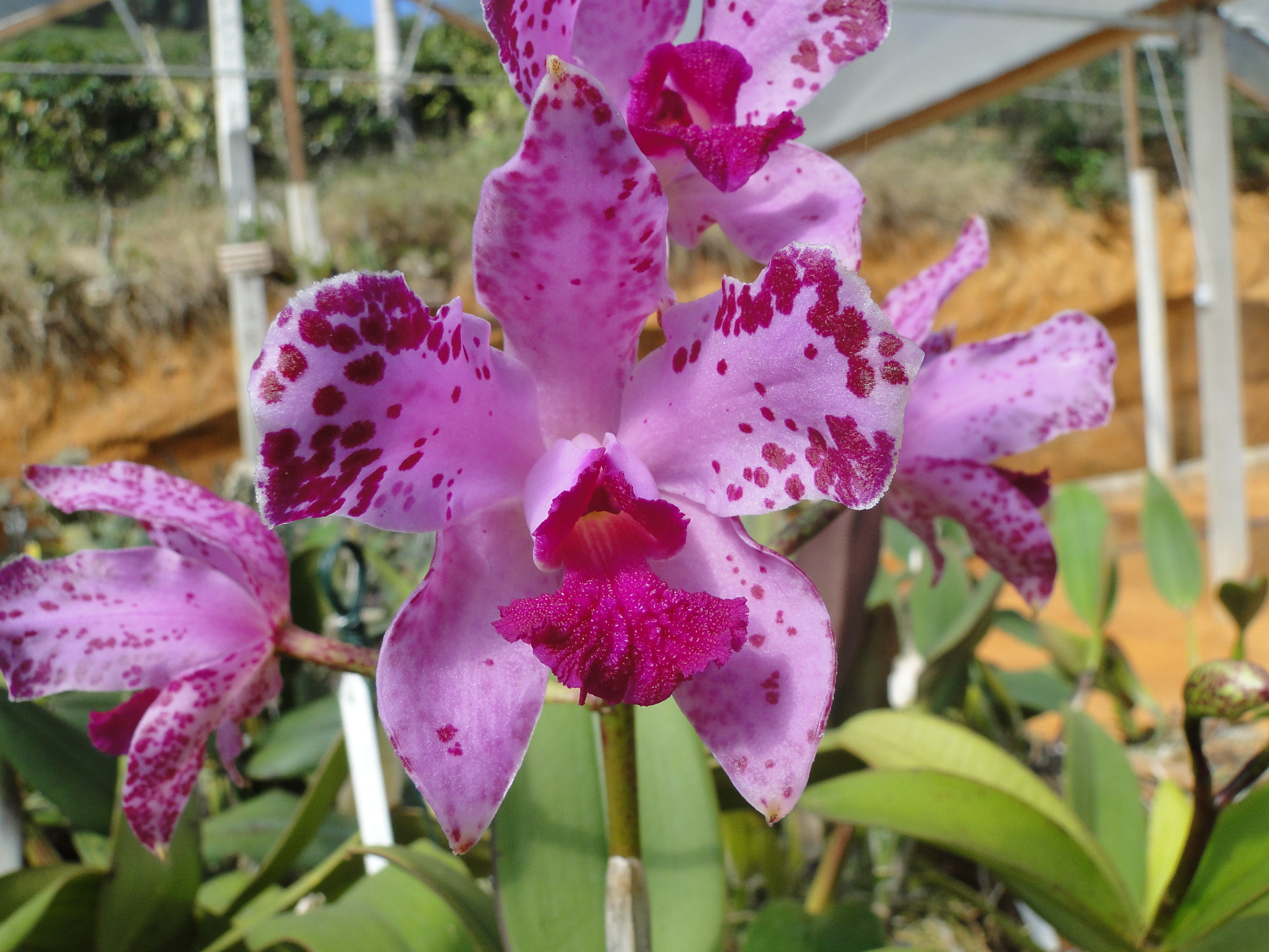 Mais de 100 espécies de orquídeas a partir de R$15 em feira