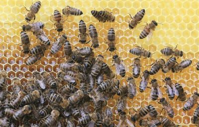 abelhas 400x255 - Mãe leva 200 picadas de abelhas ao tentar salvar filhos em Cariacica
