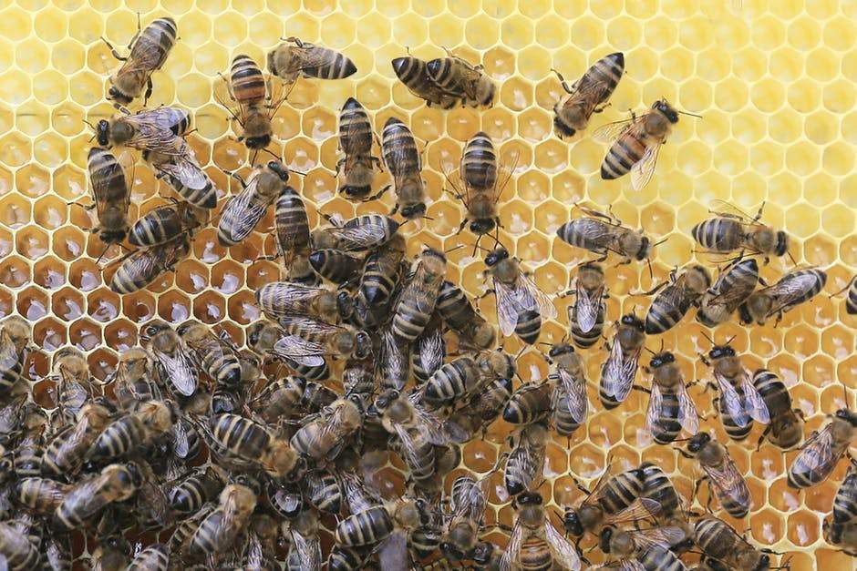 Mãe leva 200 picadas de abelhas ao tentar salvar filhos em Cariacica