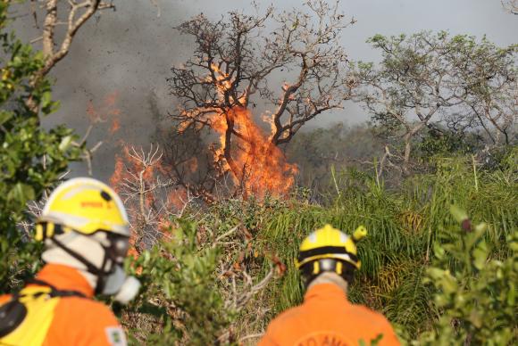Parque Nacional de Brasília já teve 10% da área atingida pelo fogo