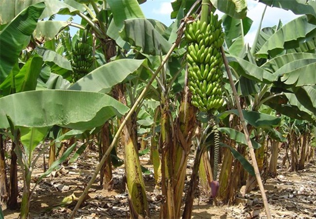 Visita técnica para produtores de banana de Anchieta