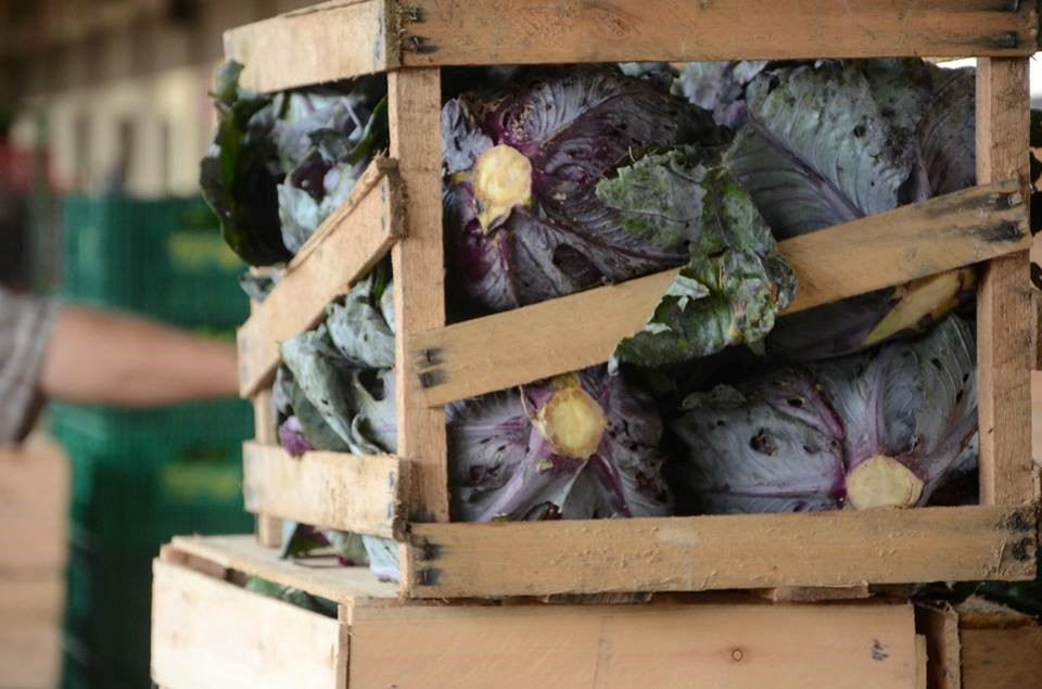 Ceasa/ES irá implantar banco de caixas plásticas na Unidade Cariacica