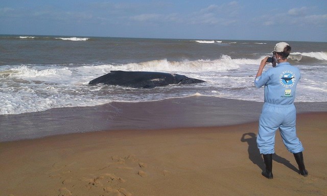 Em 2017, ES já teve mais baleias encalhadas que se somados os casos de 2016 nos litorais capixaba e baiano