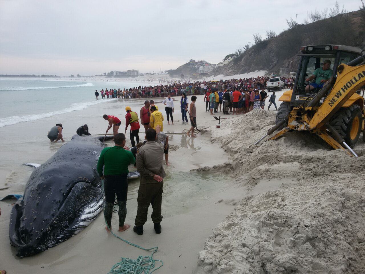 Mutirão consegue devolver ao mar baleia que encalhou na Região dos Lagos