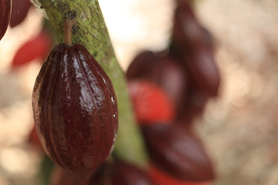Cacau capixaba entre os melhores do mundo
