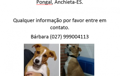 Utilidade pública: desaparecimento do meu cachorro. Cachorro desapareceu no dia 24/10 próximo a entrada de Alto Pongal Desaparecimento Mascavo 1 400x255 - Utilidade pública: desaparecimento do meu cachorro. Cachorro desapareceu no dia 24/10 próximo a entrada de Alto Pongal