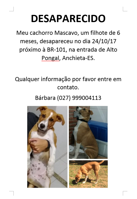 Utilidade pública: desaparecimento do meu cachorro. Cachorro desapareceu no dia 24/10 próximo a entrada de Alto Pongal