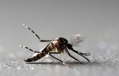 ES tem um município em situação de risco e outros 23 em alerta para dengue zika e chikungunya 400x255 - ES tem um município em situação de risco e outros 23 em alerta para dengue, zika e chikungunya