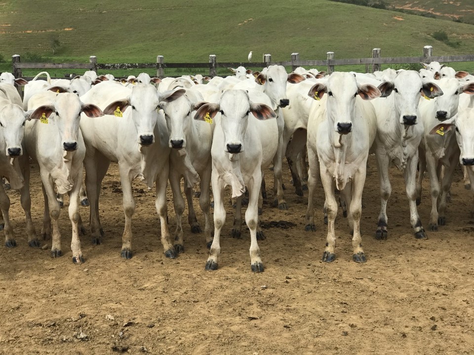 Vacinação contra a febre aftosa começa amanhã na maioria dos estados