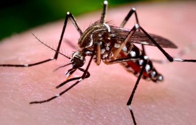 aedes aegypti 0 400x255 - É hora de reforçar as medidas caseiras no combate ao Aedes Aegypti