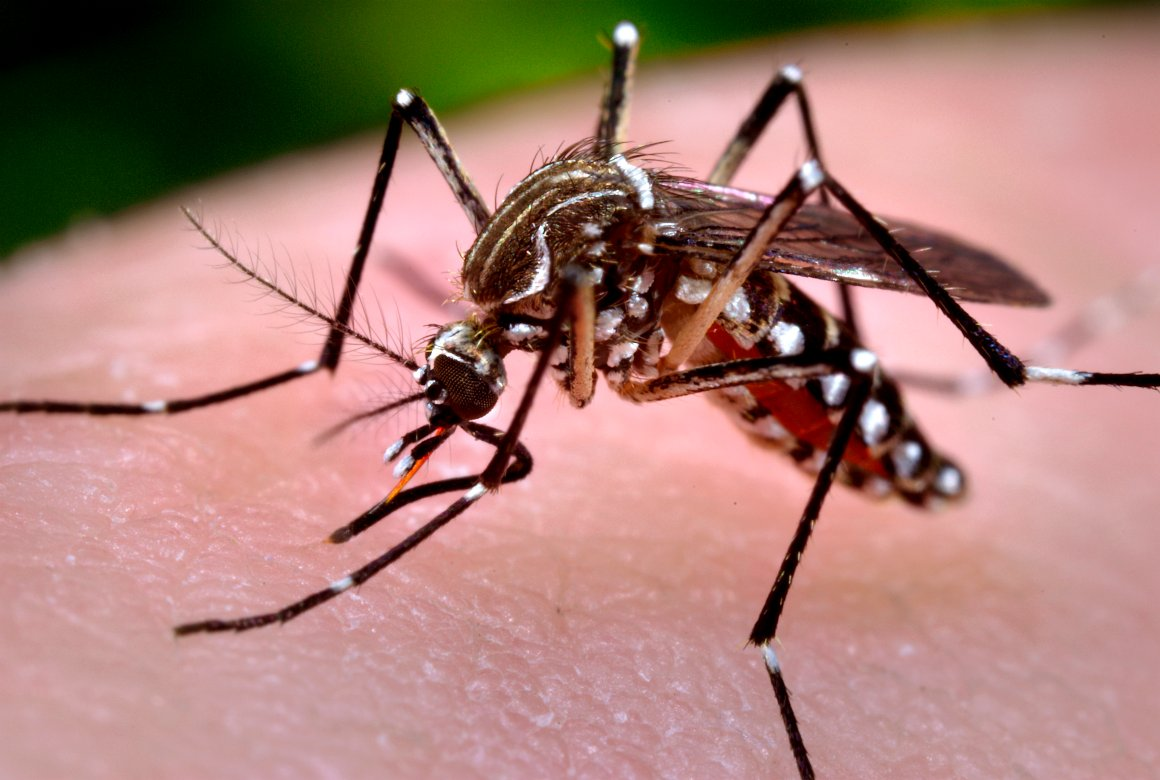 É hora de reforçar as medidas caseiras no combate ao Aedes Aegypti