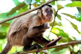 São Paulo registra 501 mortes de macacos por febre amarela - São Paulo registra 501 mortes de macacos por febre amarela