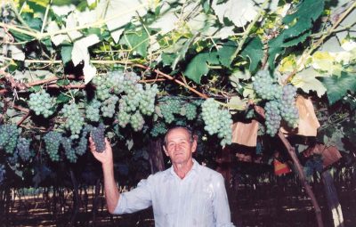 Incaper Lavoura em produção Melicio Montebeller pioneiro 400x255 - Produção de uva e vinho é destaque no Espírito Santo