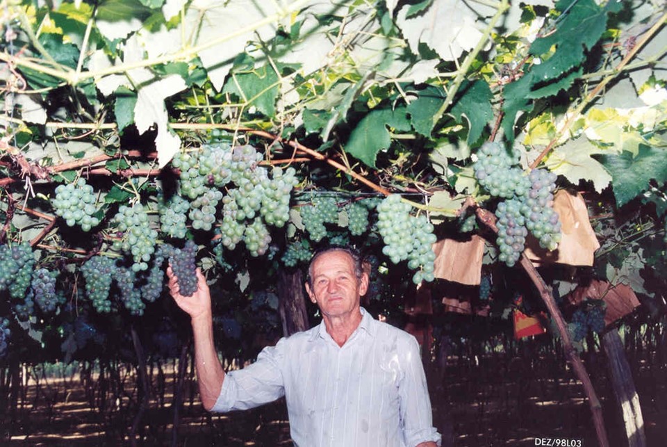 Produção de uva e vinho é destaque no Espírito Santo