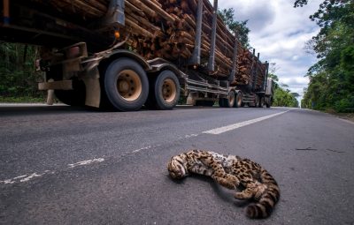 atropelamento de animais fauna roadkill 400x255 - 20 mil animais são atropelados por ano na BR 101