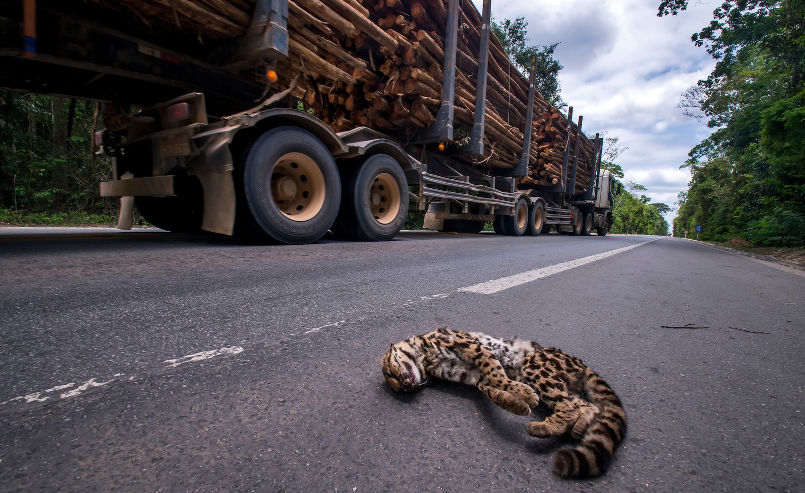 20 mil animais são atropelados por ano na BR 101