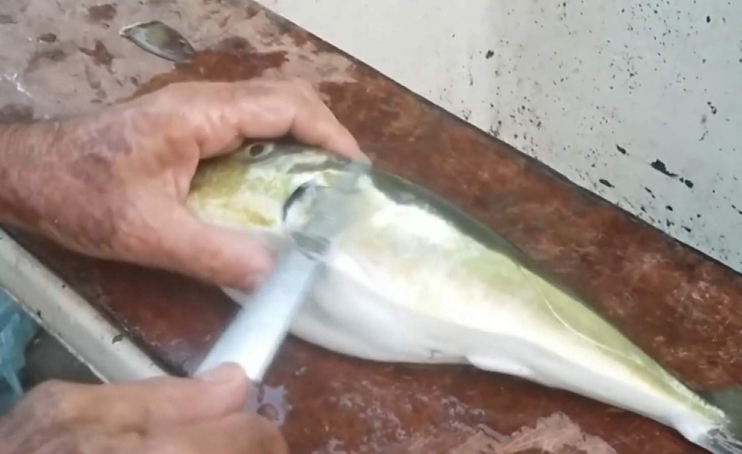 Quatro casos de infecção após comer baiacu foram registrados no ES em 2017