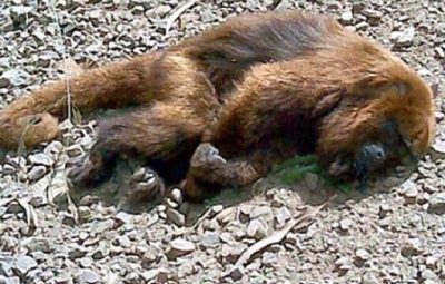 macaco jpg 400x255 - Rio já tem 131 macacos mortos em todo o estado; 69% foram vítimas de ação humana