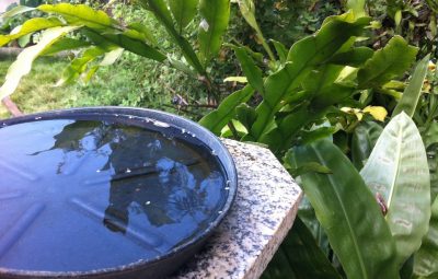 mosquito 400x255 - Verão é tempo de aumentar os cuidados contra o mosquito Aedes aegypti