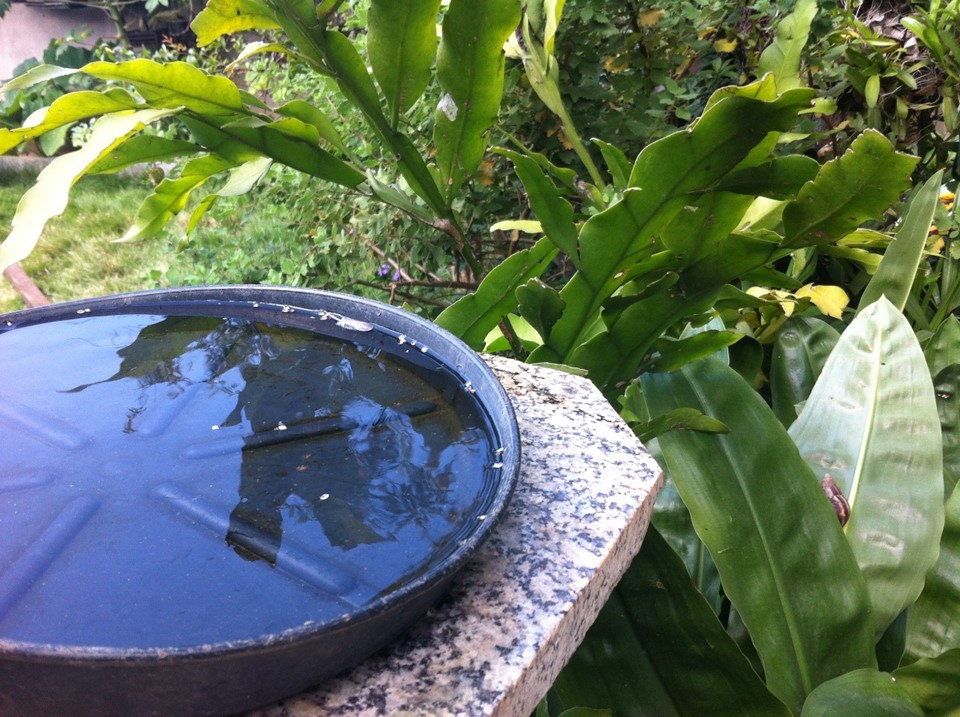 Verão é tempo de aumentar os cuidados contra o mosquito Aedes aegypti