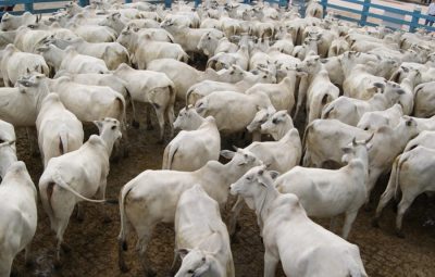 boi 2 400x255 - ES deve vacinar em torno de 700 mil bovinos e bubalinos contra febre aftosa