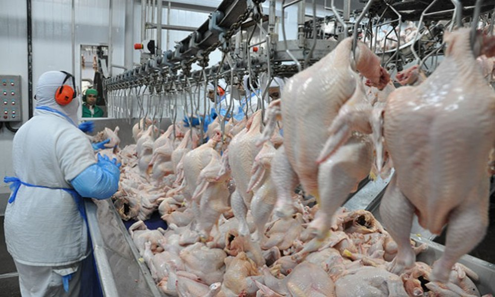 União Europeia embarga 20 frigoríficos de frango do Brasil