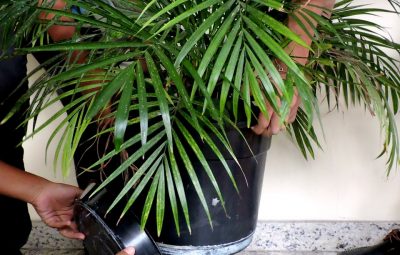 Sesa divulga boletim de Chikungunya 400x255 - Sesa divulga boletim de Chikungunya