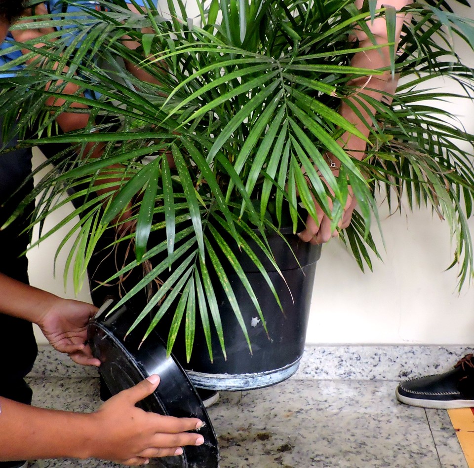 Sesa divulga boletim de Chikungunya