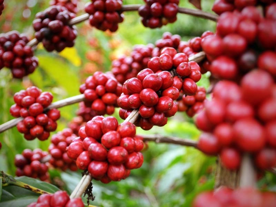 O Café Especial Brasileiro vem rompendo fronteiras e ganhando espaço no mercado mundial