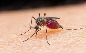 Casos de malária devem crescer 50% no Brasil este ano