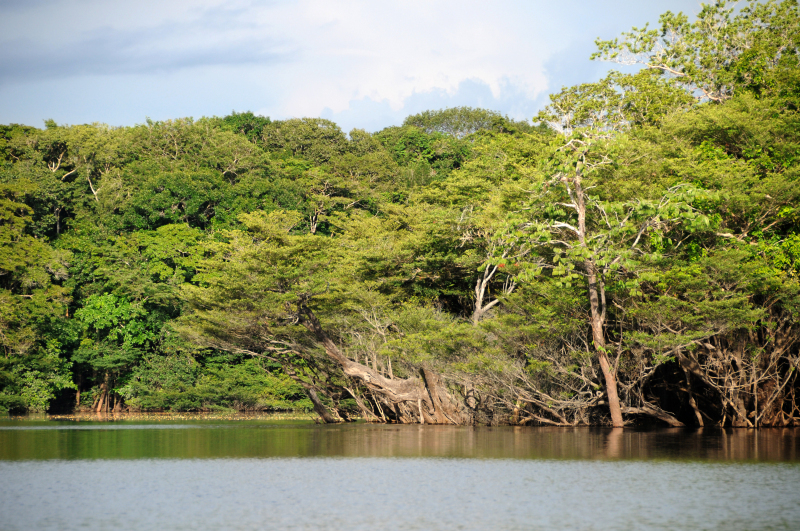 Amazônia e Caatinga ganham novas áreas protegidas