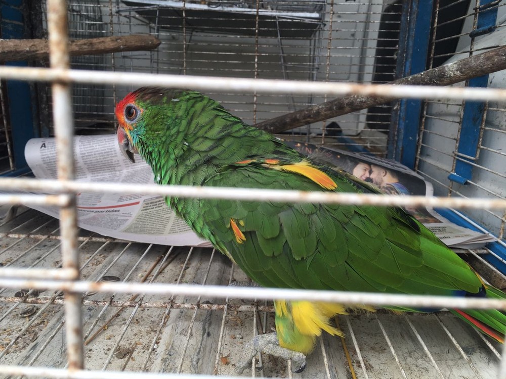 Ibama e Polícia Federal fazem operação contra tráfico de animais no ES