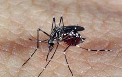 aedes dengue 0 400x255 - Pelo menos 327 crianças morreram por zika desde outubro de 2015