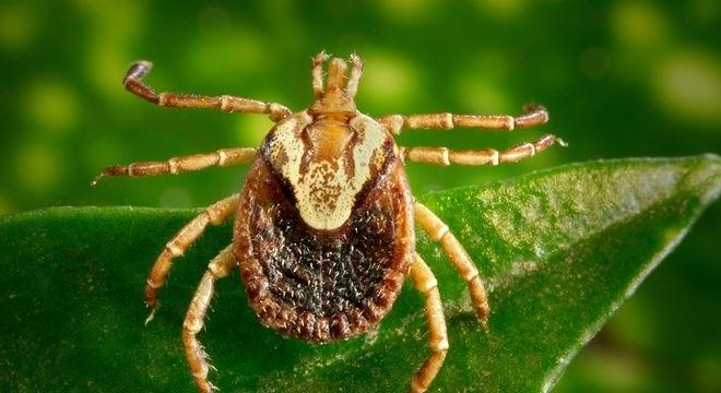 Estado de São Paulo registra 14 mortes por febre maculosa neste ano