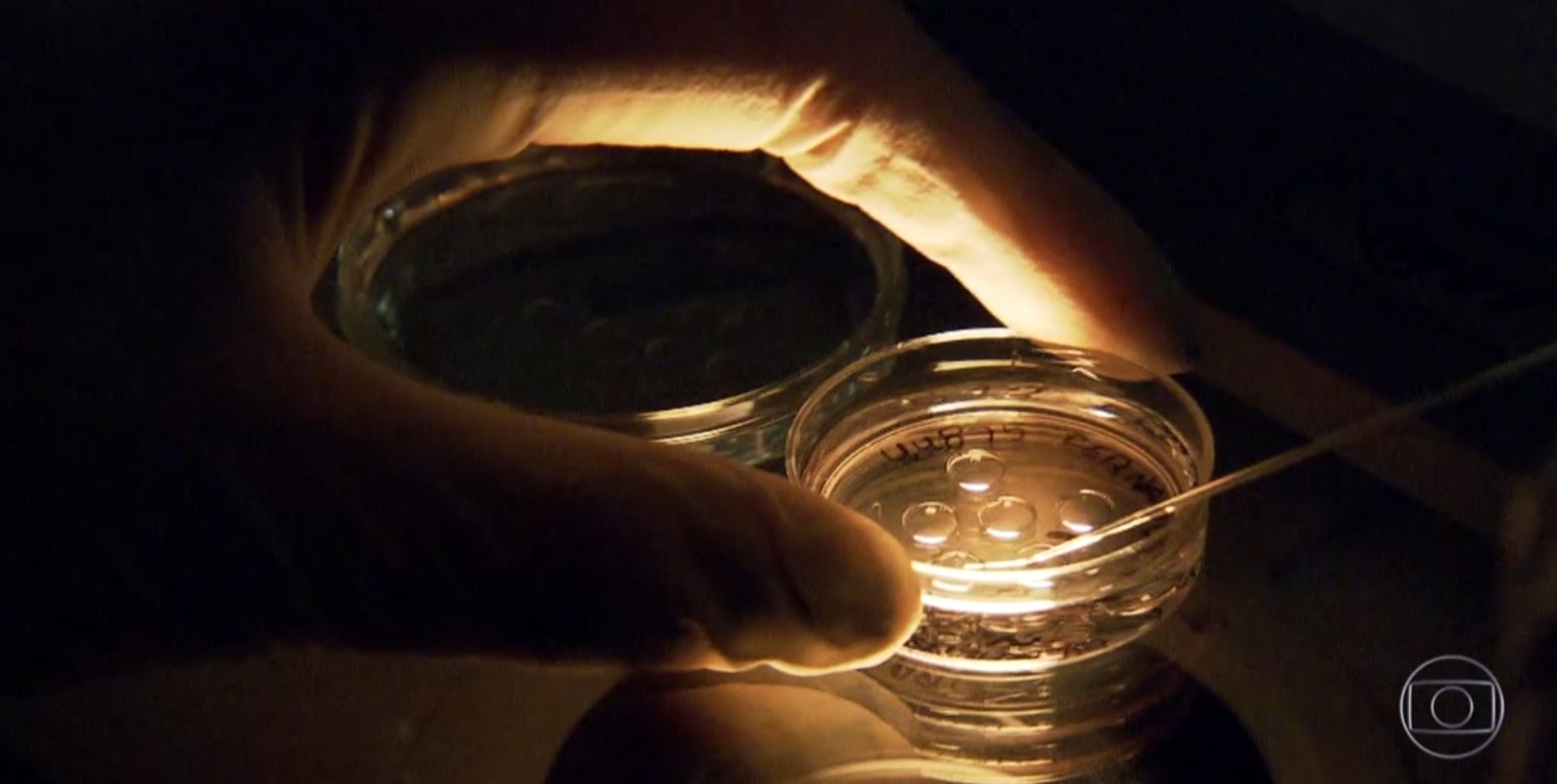 Após queda, número de fertilizações in vitro volta a crescer no Brasil