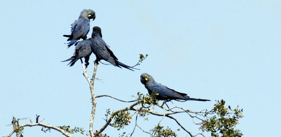 Educação ambiental abre 20 mil vagas para cursos a distância