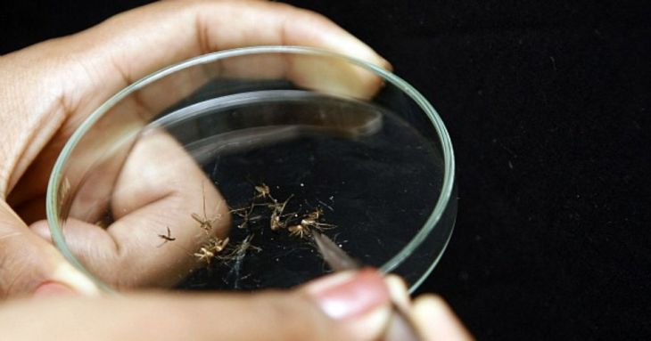 Vila Velha confirma caso de malária do tipo grave