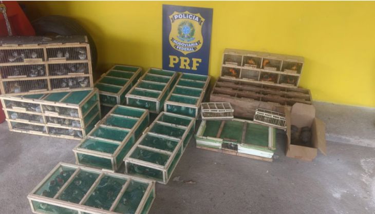 Mais de 500 aves silvestres são apreendidas na BR-101