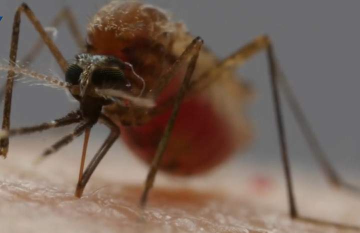 Sobe para 106 o número de casos confirmados de malária no ES