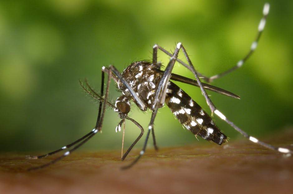 Casos de chikungunya aumentam e Cachoeiro reforça combate a mosquito