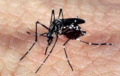 mosquito 400x255 - Casos de  chikungunya no Mato Grosso aumentam 3,5 vezes este ano