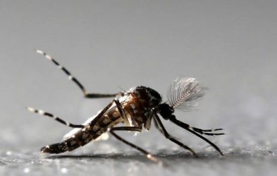 paulo whitaker mosquito 400x255 - 95 brasileiros morreram por dengue, zika ou chikungunya entre janeiro e julho de 2018