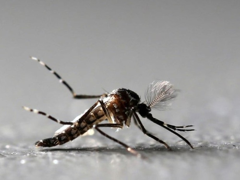 95 brasileiros morreram por dengue, zika ou chikungunya entre janeiro e julho de 2018
